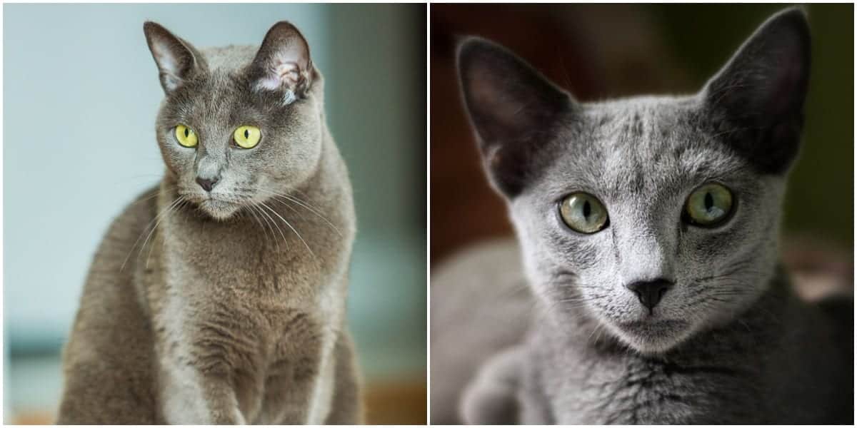 Amazing Facts About Brown Russian Blue Cats Youll Love