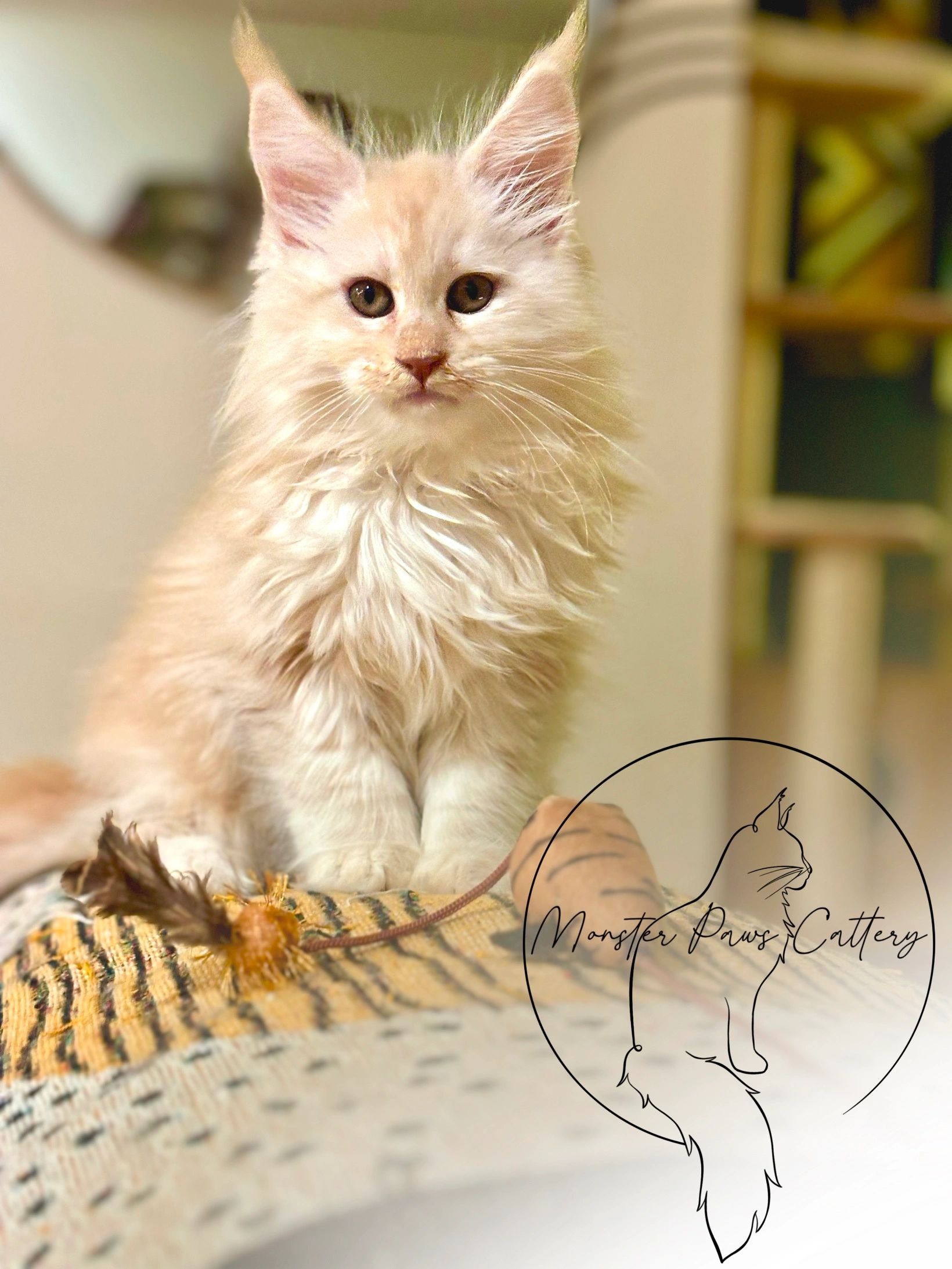Find Your Purrfect Companion at Fur Paws Maine Coon Cattery