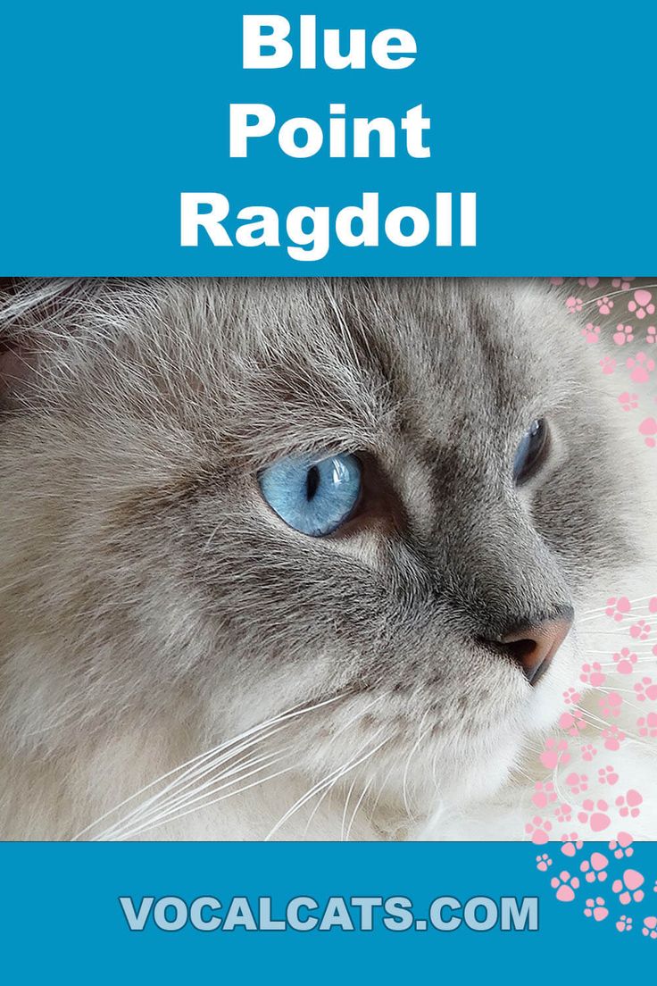 The Adorable Ragdoll Blue Point Cat: A Comprehensive Guide