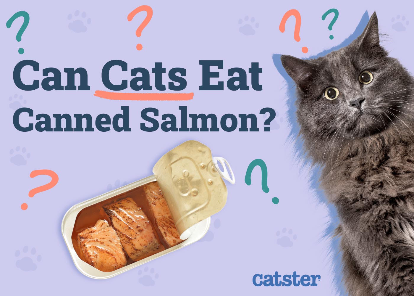 Is Salmon Wet Cat Food Good for Cats? What You Need to Know