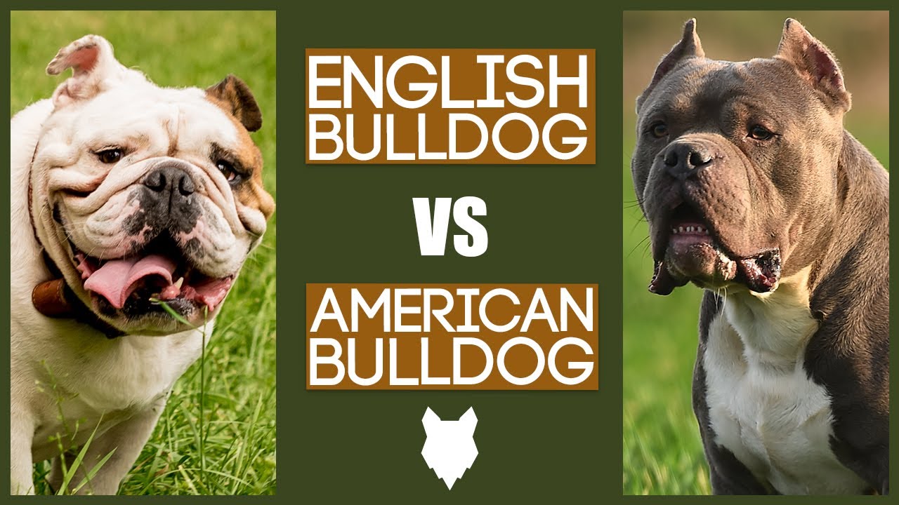 American vs British Bulldog: Whats the Difference?
