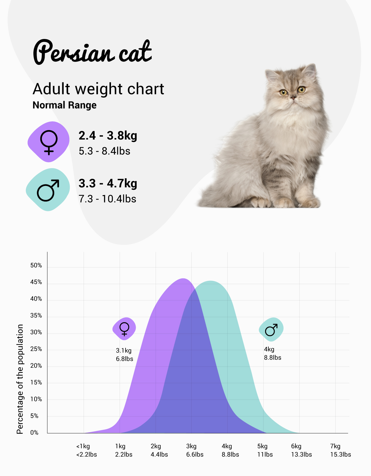 Whats a Healthy Persian Cat Weight Range? A Simple Guide