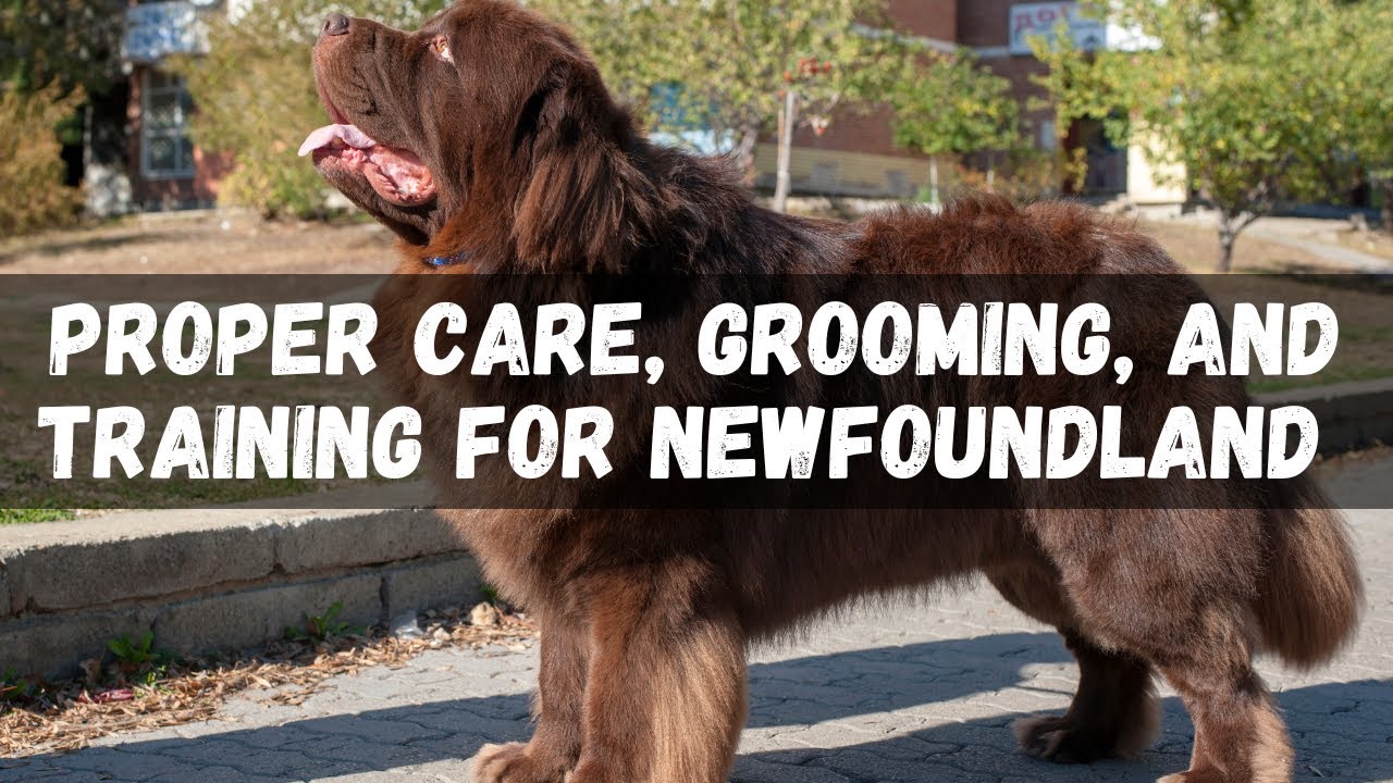 Newfoundland Dog News: Health, Training, and Care Tips