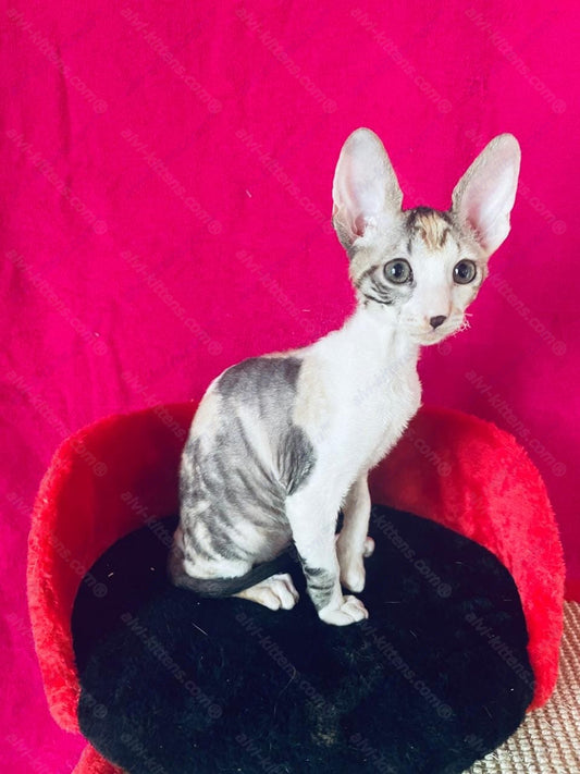 Cornish Rex Cattery: Finding Your Purrfect Kitten