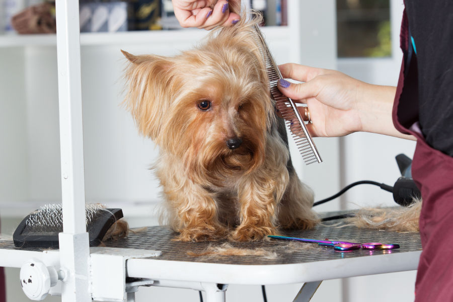 Is Mobile Pet Cleaning Right for You and Your Furry Friend?