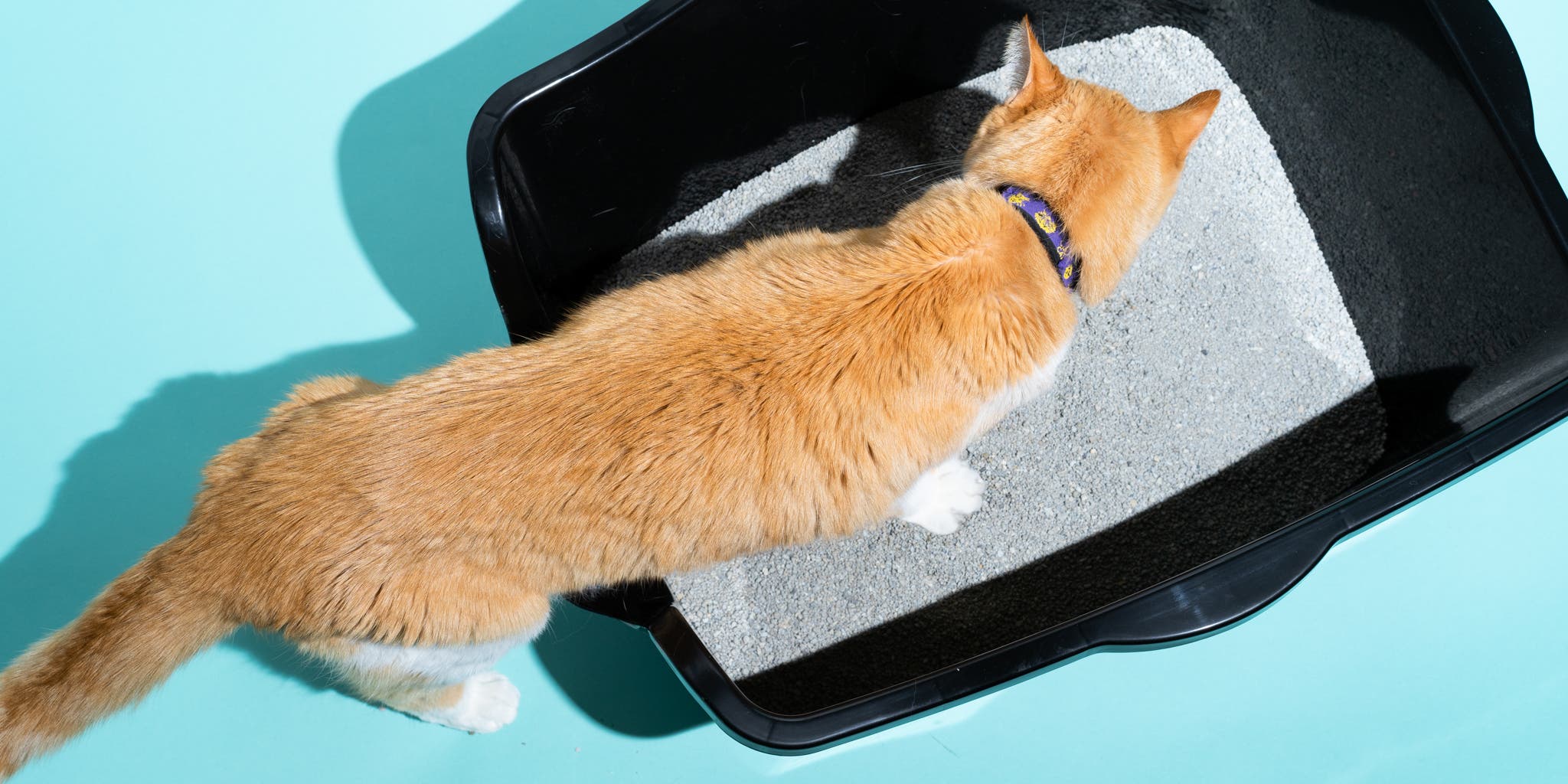 Looking for the Perfect Cat Litter? Try Practicat for a Clean Home