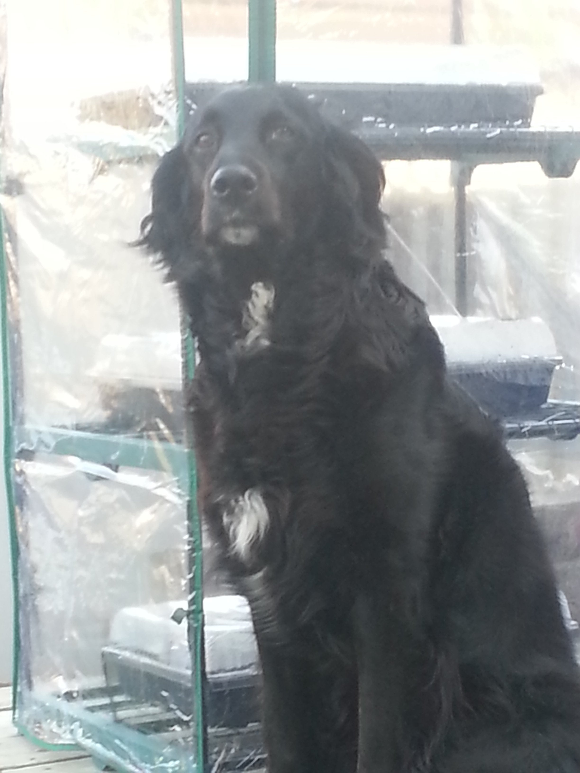 Everything You Need to Know About the Labrador English Setter Mix
