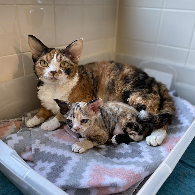 Devon Rex Cattery: Home-Raised Kittens with Love & Care