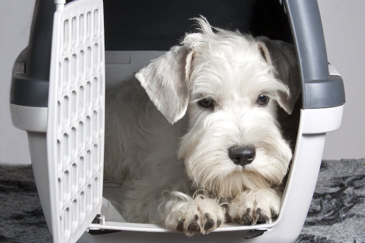Choosing a pet toy carrier: Tips and tricks to make your pets travel enjoyable and stress-free