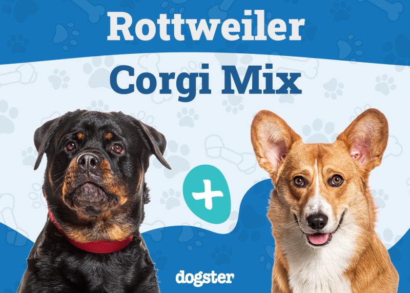 Rottweiler and Corgi Mix: What to Expect (Learn All About This Unique Crossbreed)