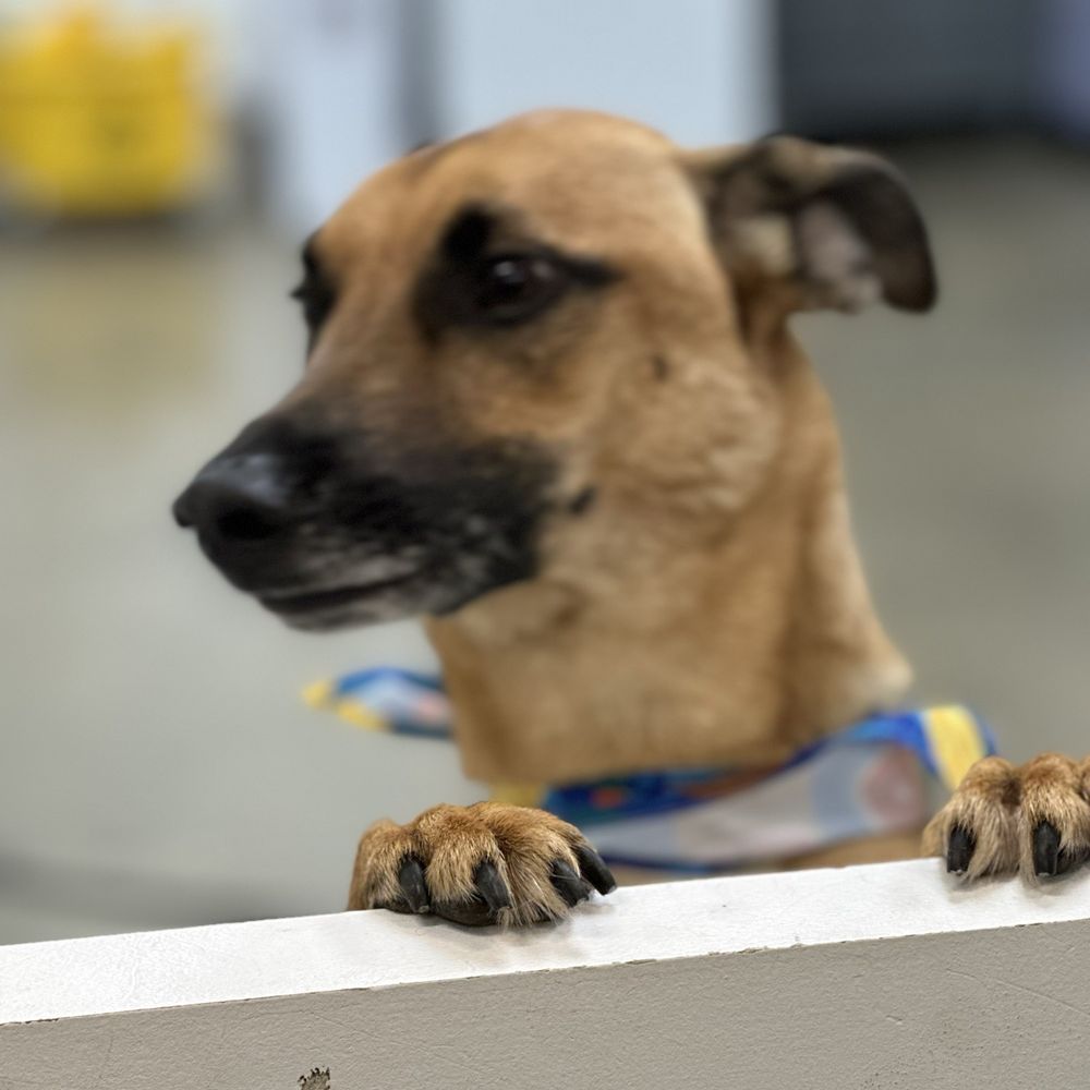 Where to Find Top-Quality Tacoma Pet Supplies