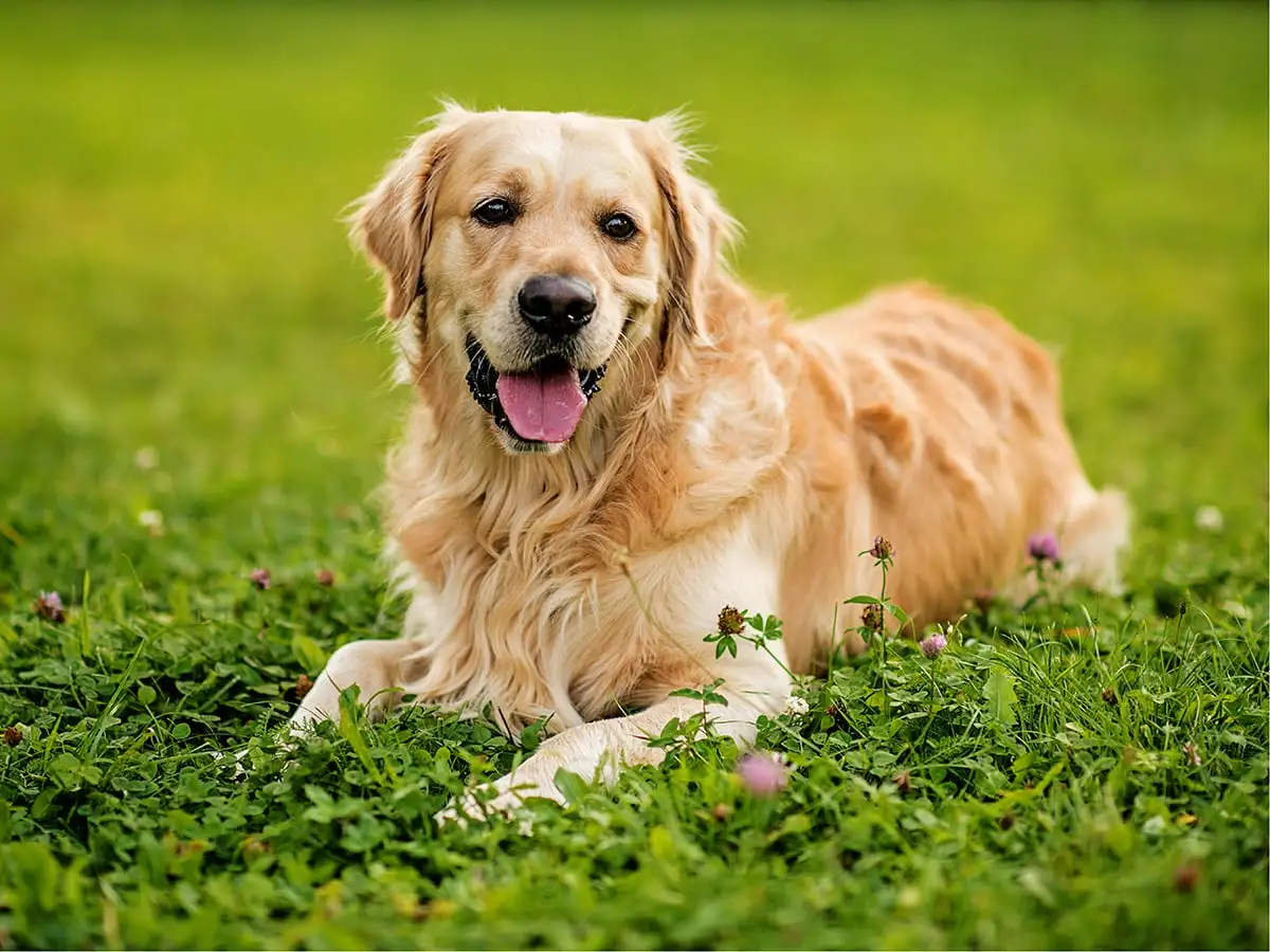 Golden Retriever Puppies me: Prices, Breeders, and Everything You Need to Know