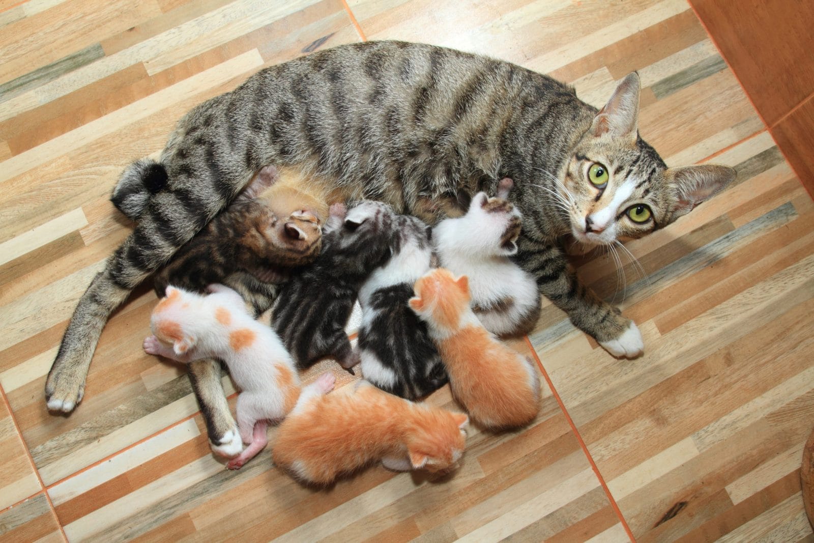Mama Cat News: The Latest Updates and Cute Stories
