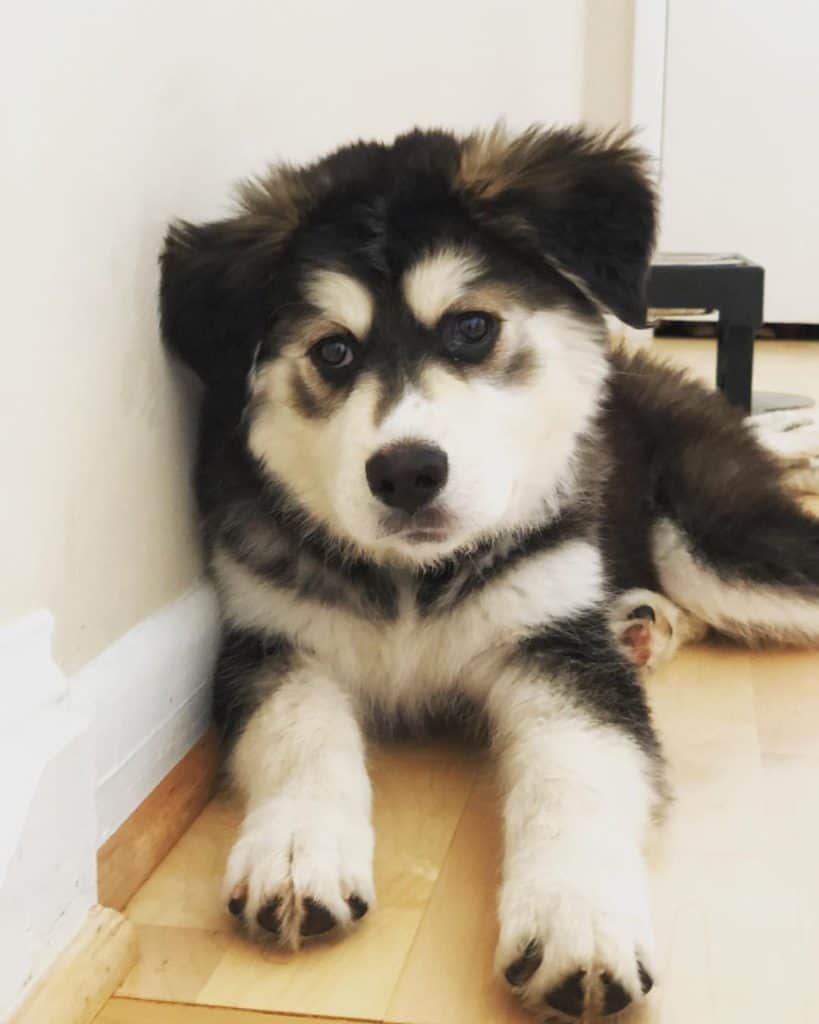 Great Pyrenees Siberian Husky Mix: Is This the Right Dog for You? (The Good and the Bad)