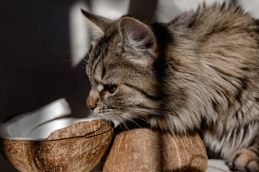 Feeding Your Cat Coconut Oil: Tips and Tricks for Picky Eaters