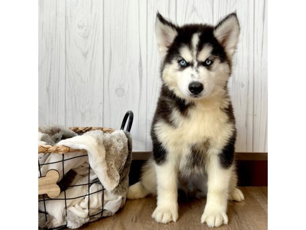 Ohio Siberian Husky: Your Guide to Finding the Perfect Pup
