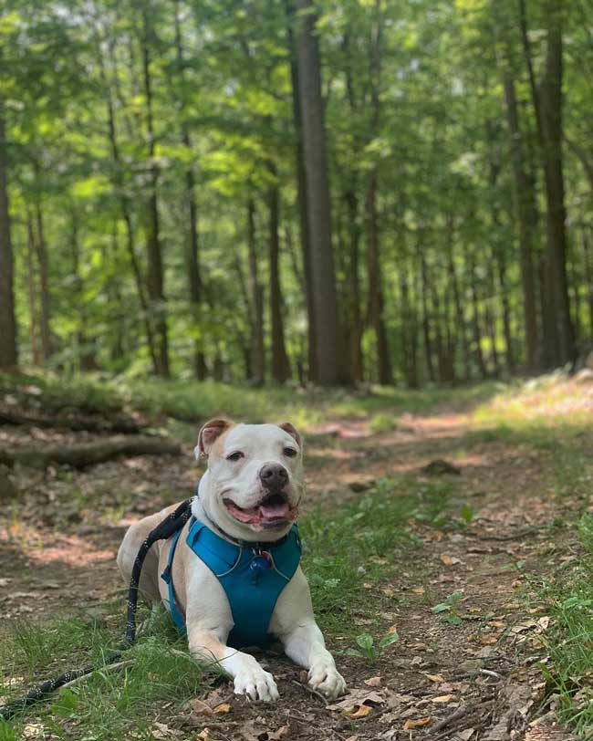 Discover Amazing Dog Friendly Hikes Near Me This Weekend