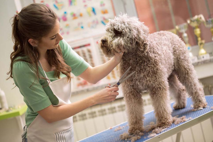 Is Mobile Pet Cleaning Right for You and Your Furry Friend?