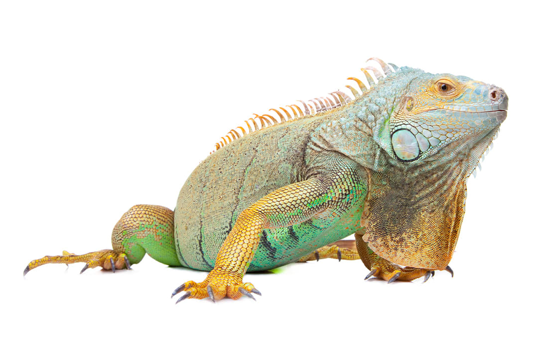 Need Iguana Pet Supplies? Find All The Essentials Here!