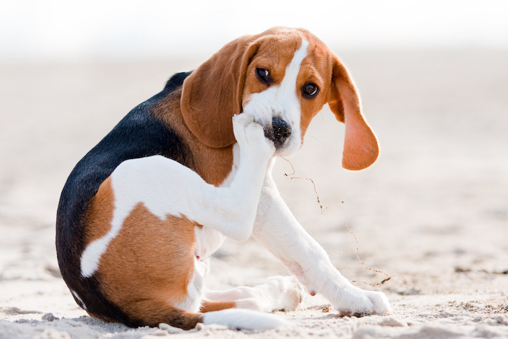 Dog Lick Pussy: How to Stop Your Dog From Doing It