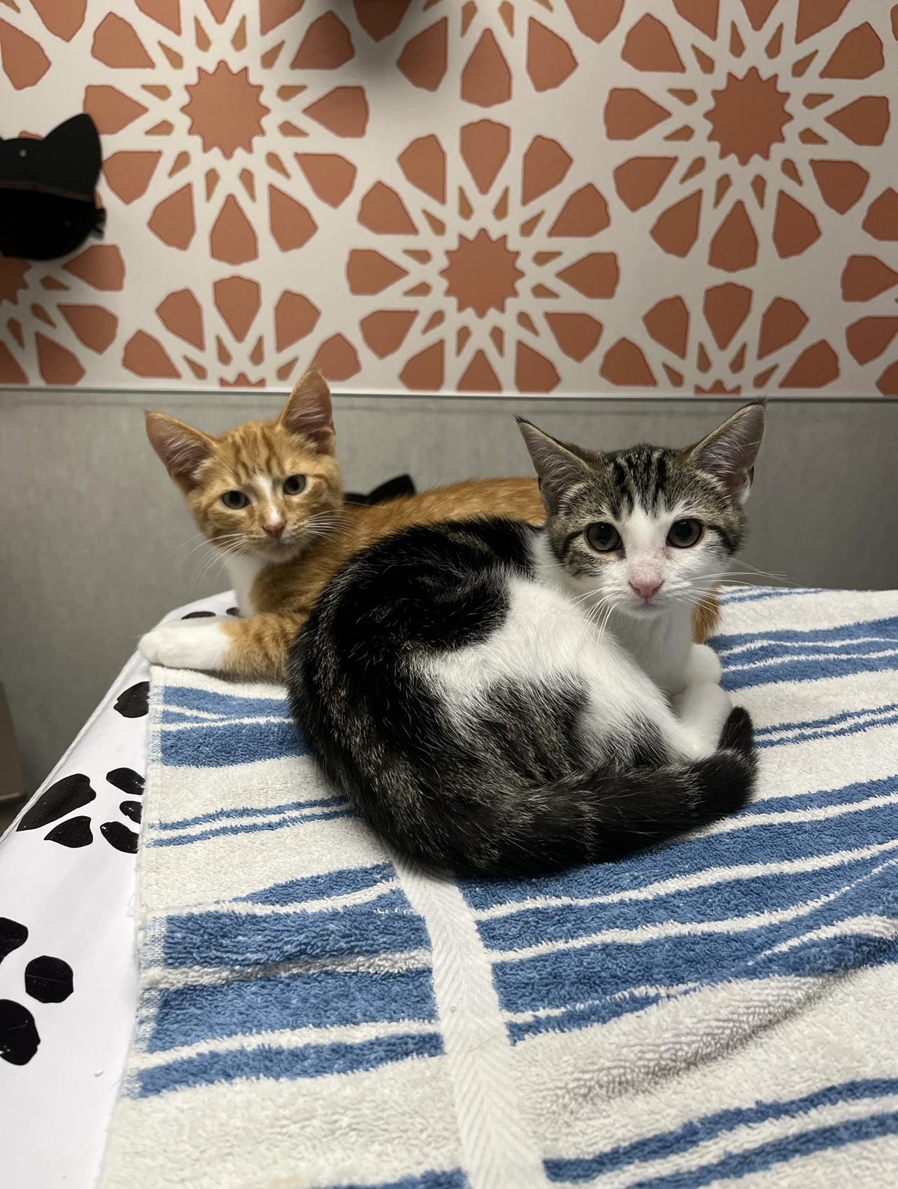 Where Should I Put My Cats Litter Box? Location Tips & Tricks