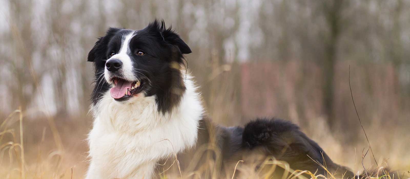 Cute Border Collie Lab Mix Puppies for Sale – Perfect Family Companions