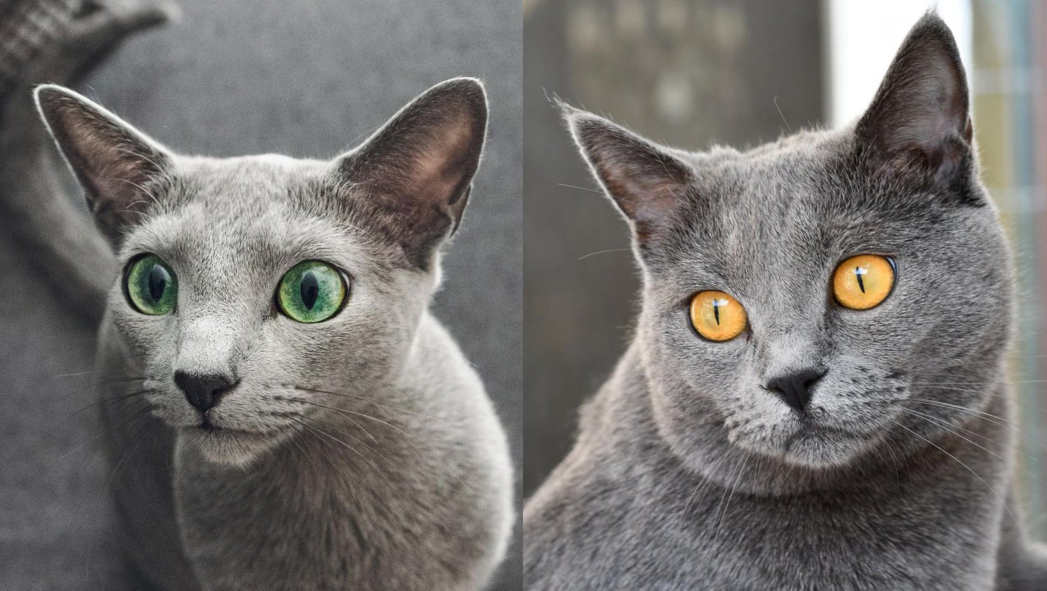 Russian Blue Cat vs Gray Cat: Whats the Difference?
