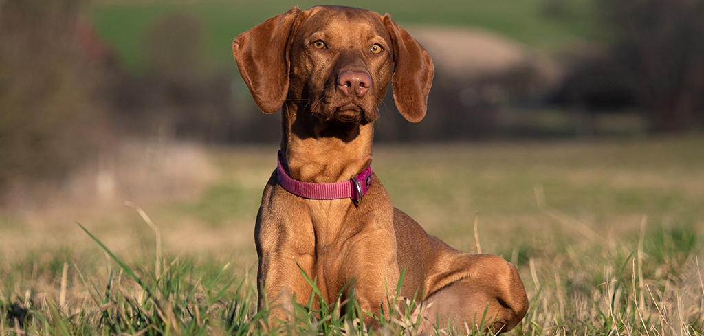 Top Names for Hunting Dogs: Find the Perfect Fit!
