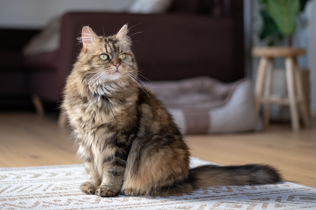 Unveiling the Charms of Half Breed Maine Coon Cats