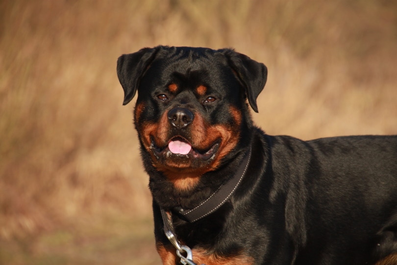 Why Cropping Rottweiler Ears Is Not Necessary