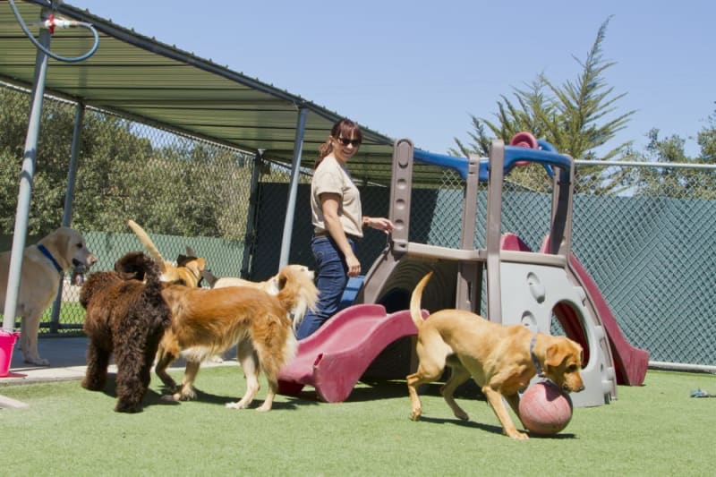 Leaving Your Pet? Best Pet Care While on Vacation Options
