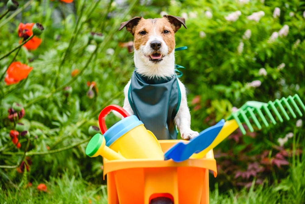 Weed and Feed and Pets: Making Your Yard Safe
