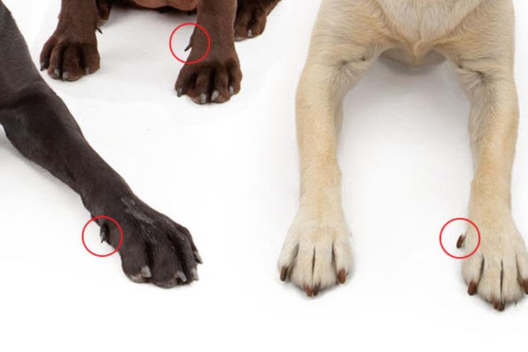 Labrador Retriever Dew Claws: What You Need To Know