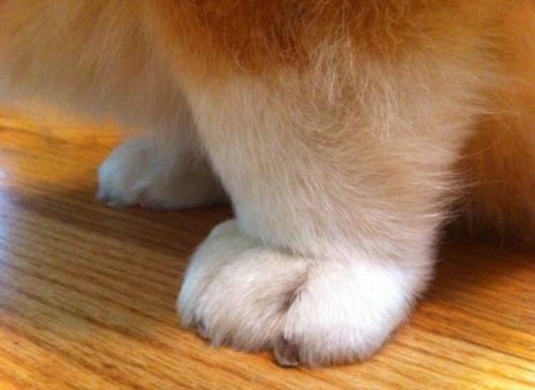Decoding Corgi Paws: Why Are They So Short and Sweet?