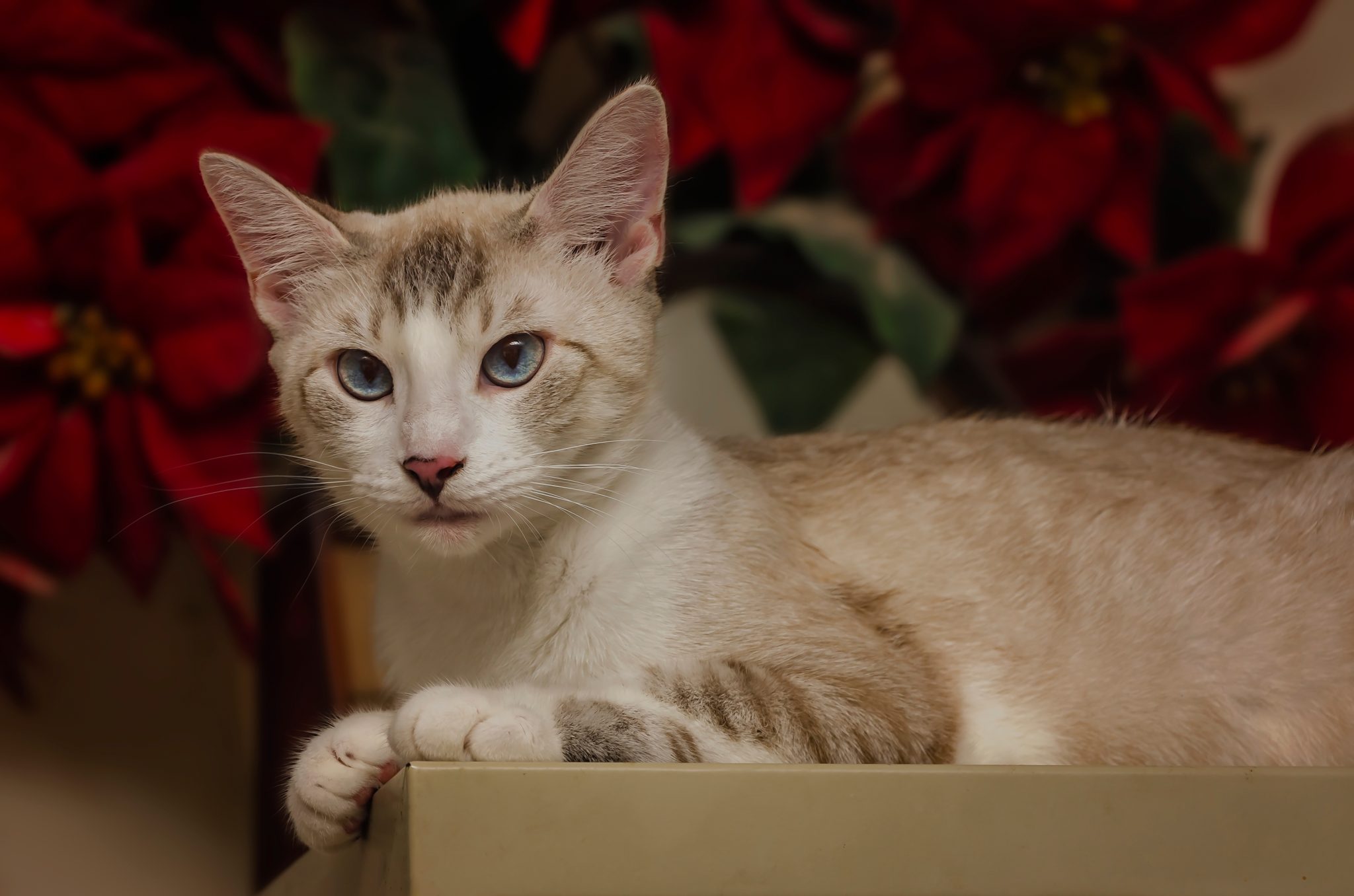 Siamese Cat Cross: Health and Lifespan? Get the Facts on These Mixes.