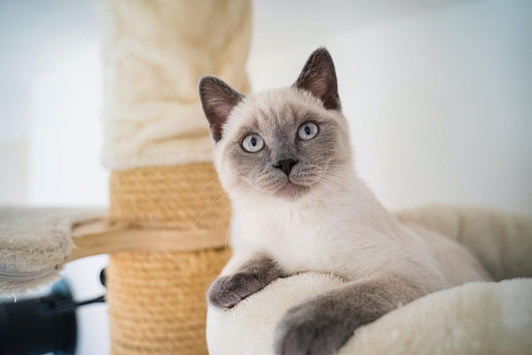 Are Siamese Cats Aggressive? Find Out What Makes Them Tick!