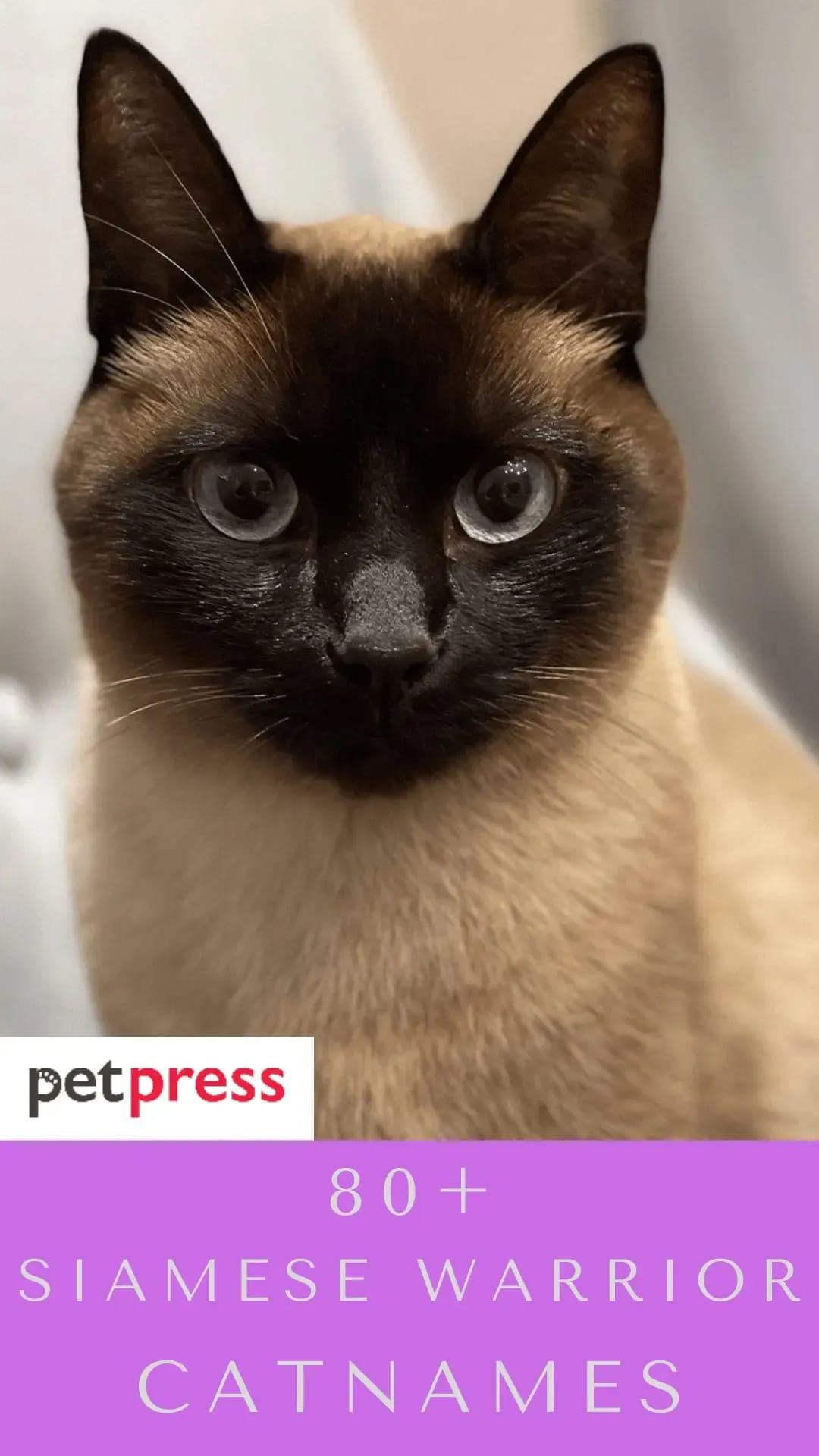 Discover the Best Siamese Cat Names: Royal and Unique Names