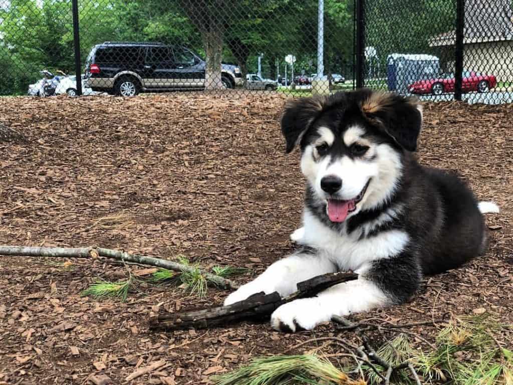 Considering a Siberian Husky Great Pyrenees Mix? Heres Everything You Should Consider