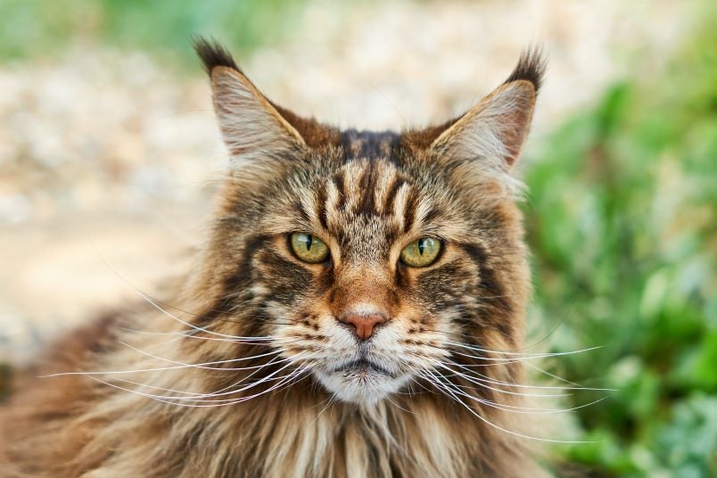 Discover Maine Coon Cats in Minnesota: A Comprehensive Guide