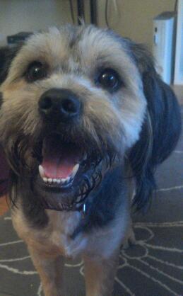 Is a German Shepherd Shih Tzu Mix Right for You?
