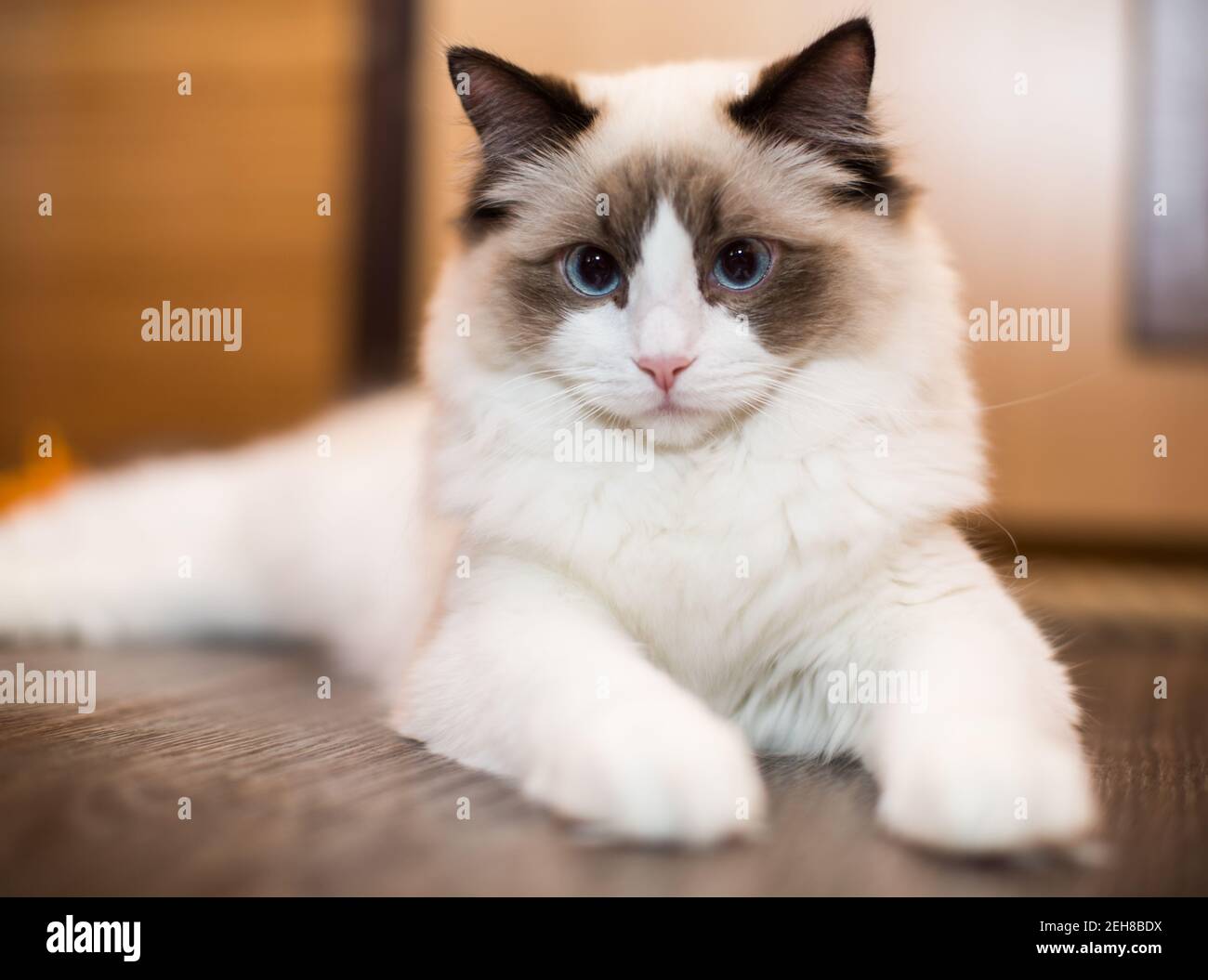 White Ragdoll Cat Blue Eyes: A Stunning Breed Spotlight
