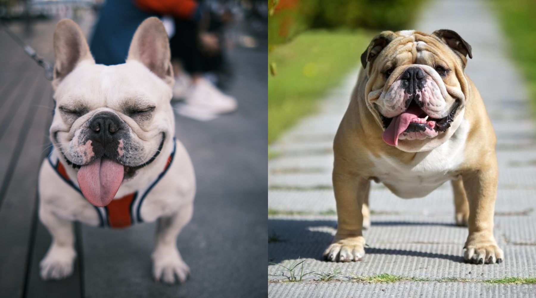 Choosing Between an English Bulldog vs French Bulldog (Heres What You Need to Know)
