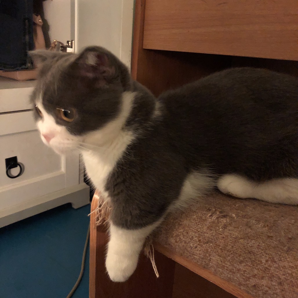 Munchkin Cat Lifespan: How Long Do They Really Live?
