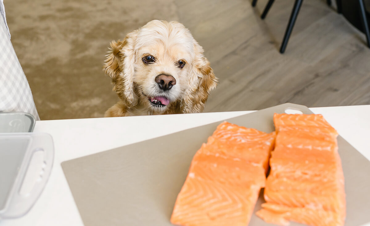Salmon for Pet Food: Why Its a Top Choice for Your Furry Friend