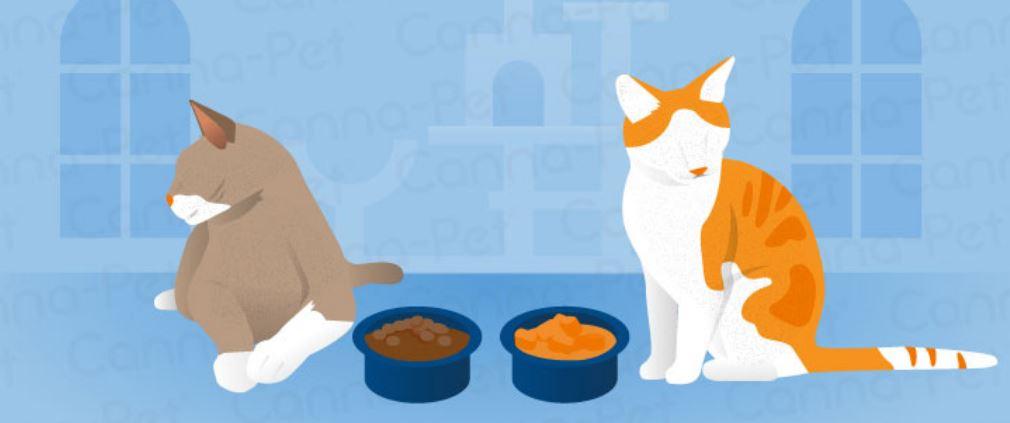 Is Your Cat Food Too Salty? Checking Sodium in Wet Food