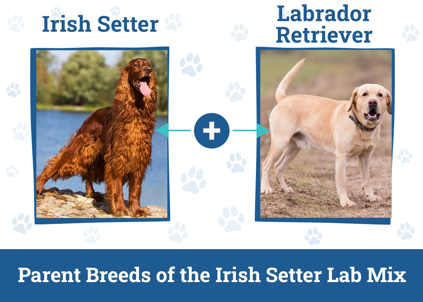 Labrador Retriever Setter Mix: How to Care for This Active and Intelligent Dog (Training Tips, Exercise Needs, and Health Considerations)
