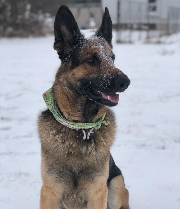Is a German Shepherd Lab Mix Right for You? Find Out Now