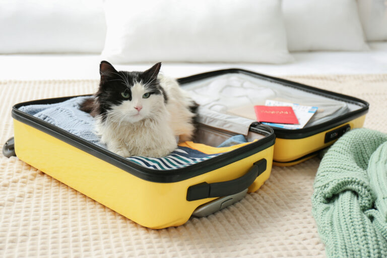Need Pet Care While on Vacation? Here's What You Should Know