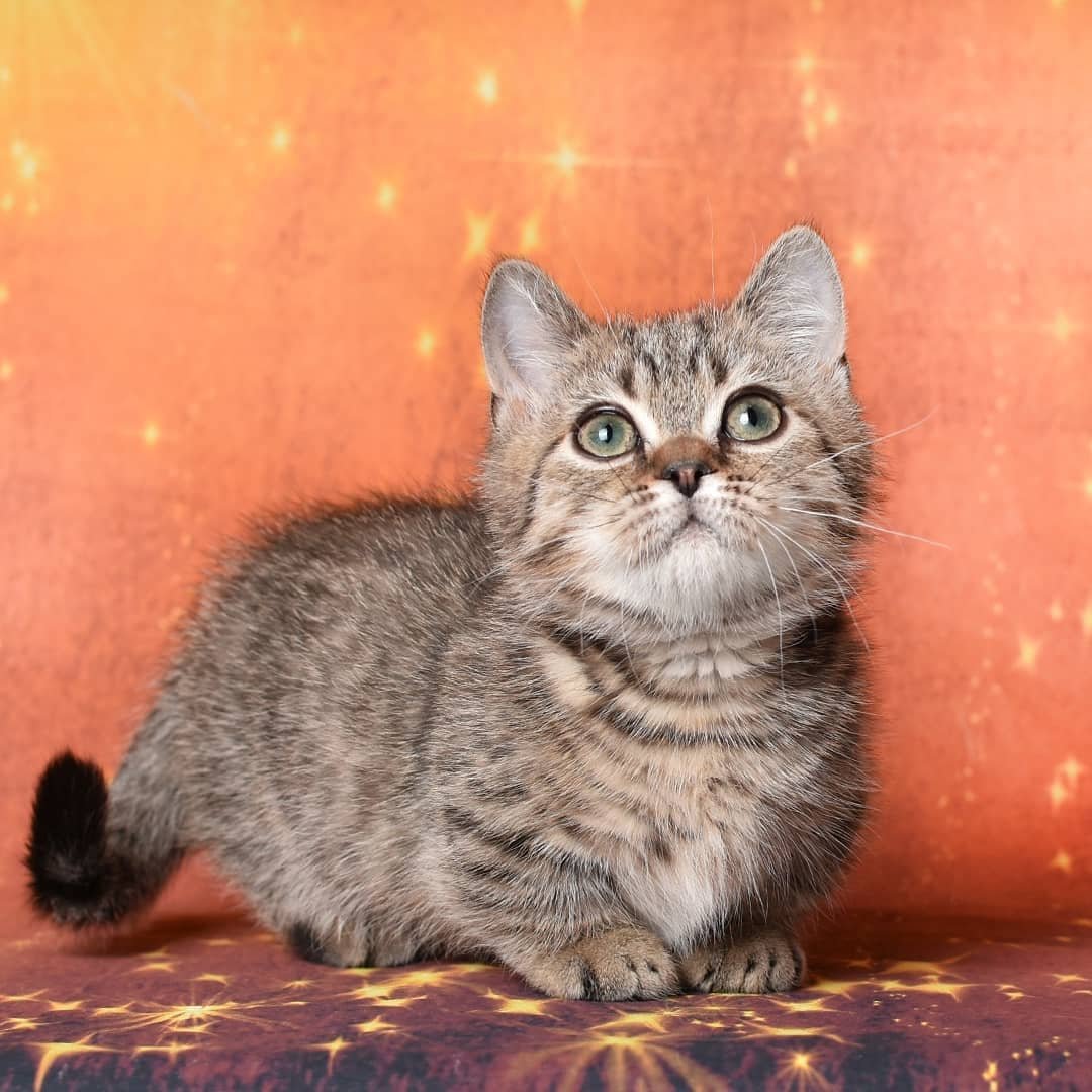 Looking for Munchkin Kittens? Find Your Buddy at Our Cattery
