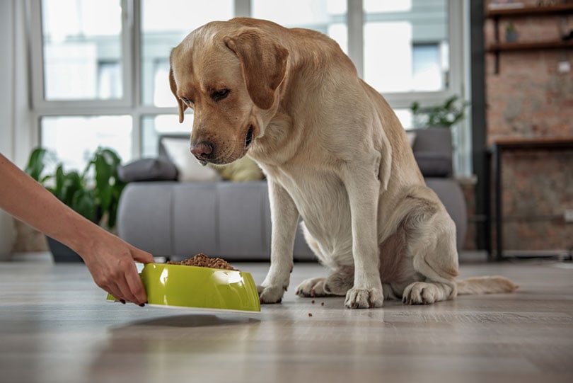 Best Dog Food With Glucosamine: Our Top Picks (and Why Your Dog Might Need It Now)